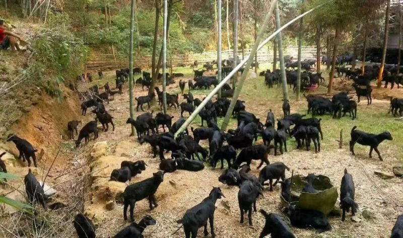 黑山羊，羊苗