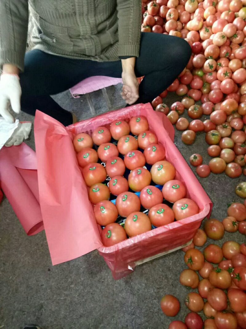 山东精品西红柿