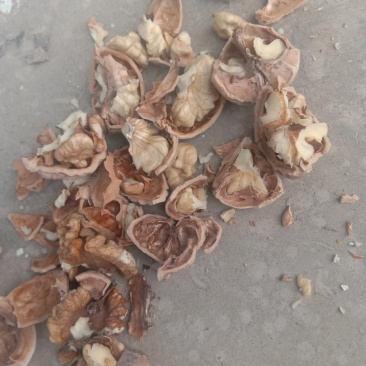 绵核桃