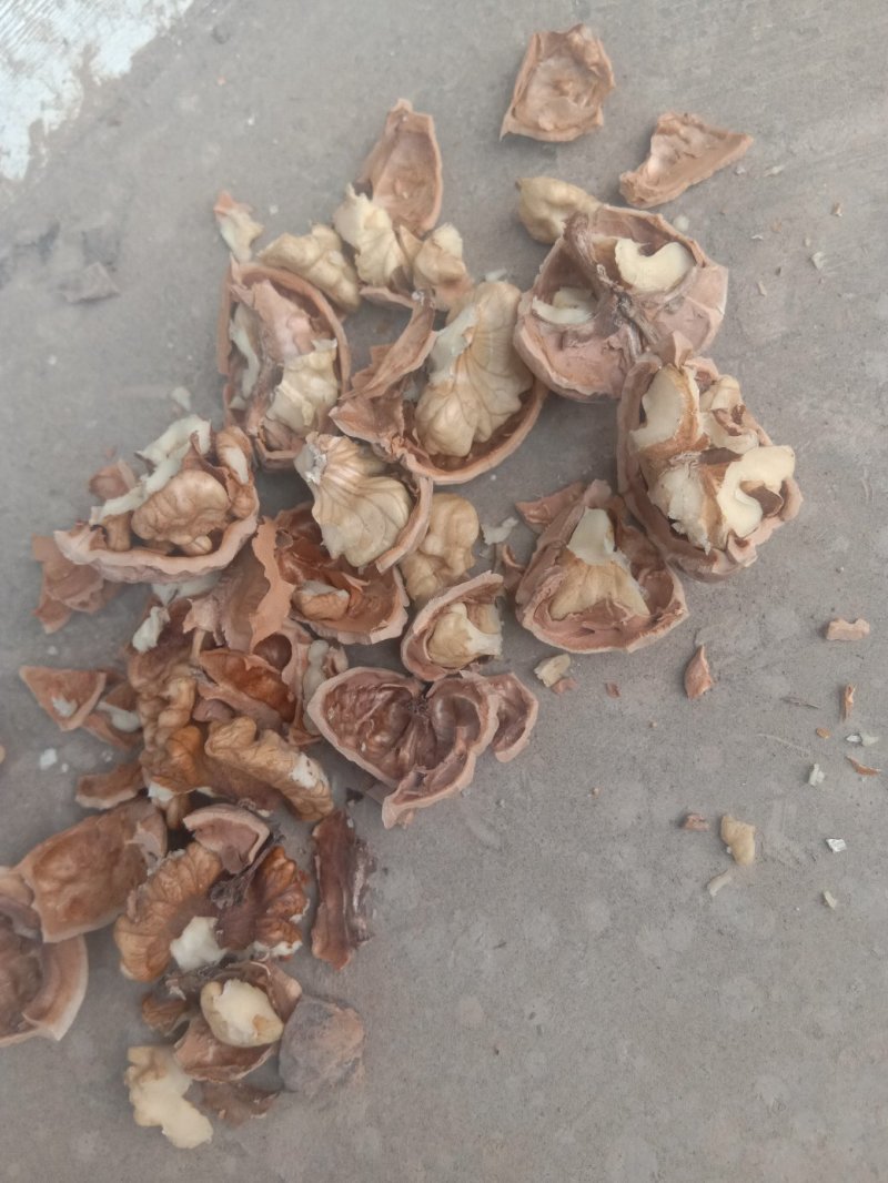 绵核桃