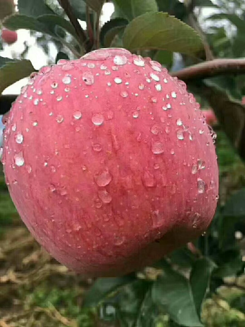 蜂糖心苹果