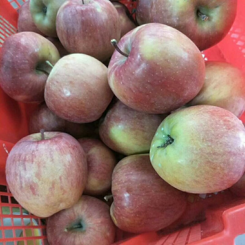 蜂糖心苹果