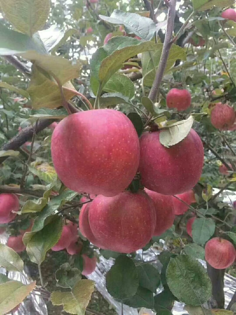 蜂糖心苹果