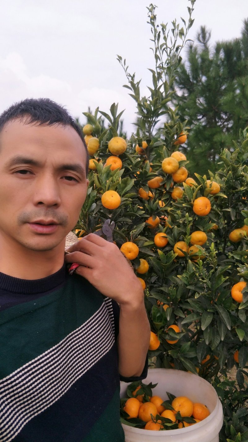 麻阳香桔系湖南省麻阳苗族自治县最近几年、独家嫁接的新早熟