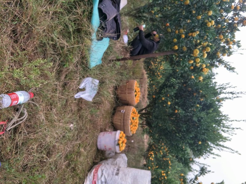 麻阳香桔系湖南省麻阳苗族自治县最近几年、独家嫁接的新早熟