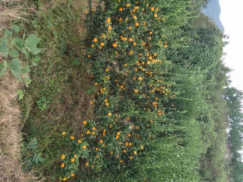 麻阳香桔系湖南省麻阳苗族自治县最近几年、独家嫁接的新早熟