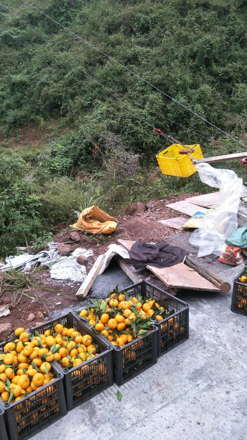 麻阳香桔系湖南省麻阳苗族自治县最近几年、独家嫁接的新早熟