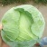 实力甘蓝湖北发货斯特丹甘蓝，包菜甘蓝价格合理进店咨询