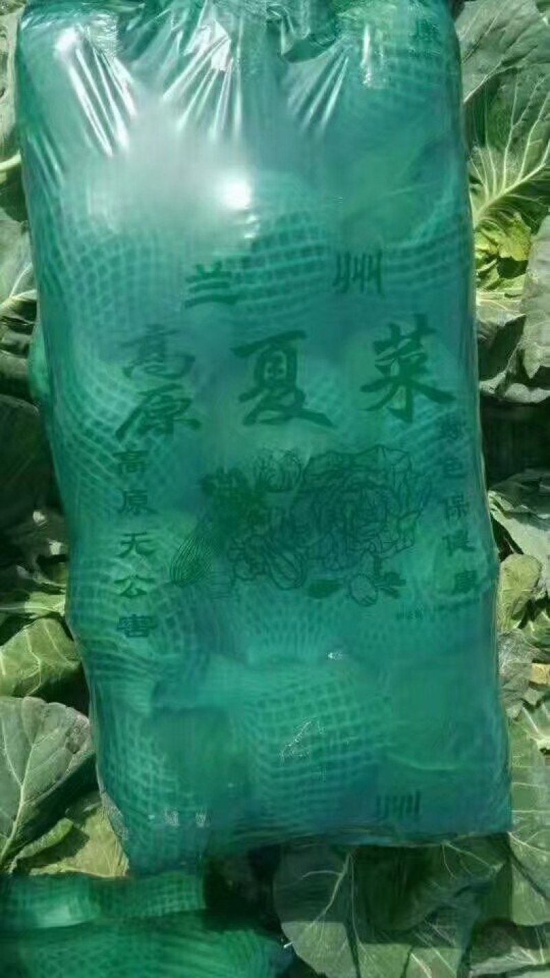 实力甘蓝湖北发货斯特丹甘蓝，包菜甘蓝价格合理进店咨询