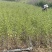 重瓣红花木槿树苗可食用红花木槿苗朝开暮落花庭院阳台栽植花