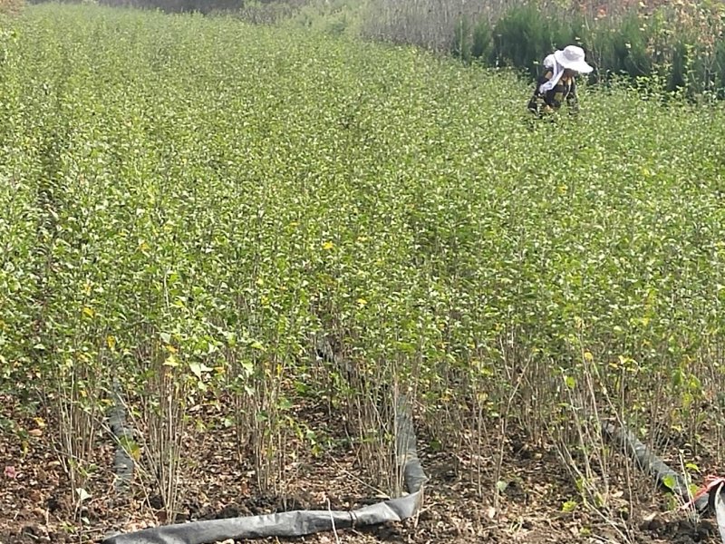 重瓣红花木槿树苗可食用红花木槿苗朝开暮落花庭院阳台栽植花