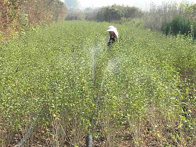 重瓣红花木槿树苗可食用红花木槿苗朝开暮落花庭院阳台栽植花
