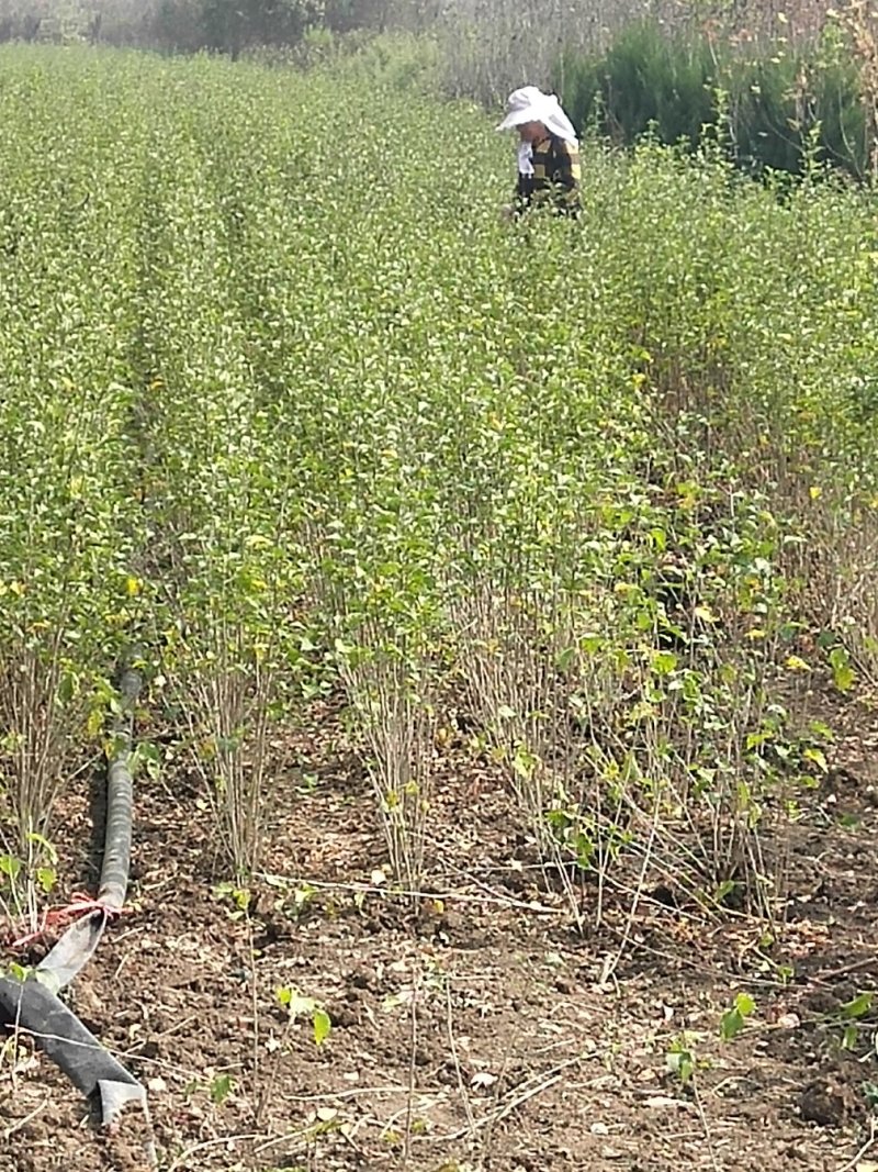 重瓣红花木槿树苗可食用红花木槿苗朝开暮落花庭院阳台栽植花