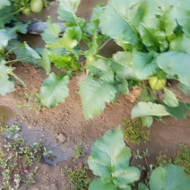 水果萝卜开始上市了有需要的联系我