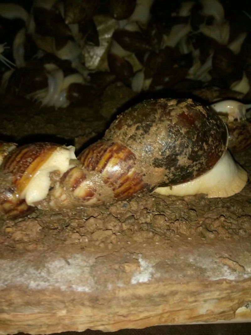 白玉蜗牛自养自销