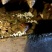 白玉蜗牛自养自销