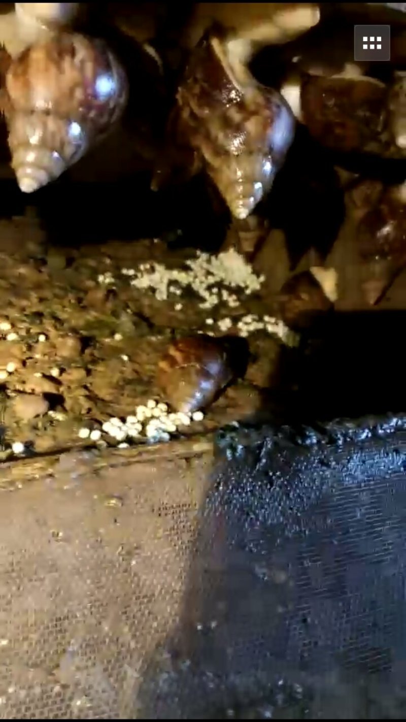 白玉蜗牛自养自销