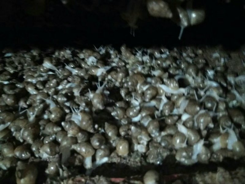 白玉蜗牛自养自销