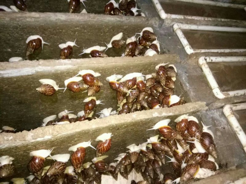 白玉蜗牛自养自销