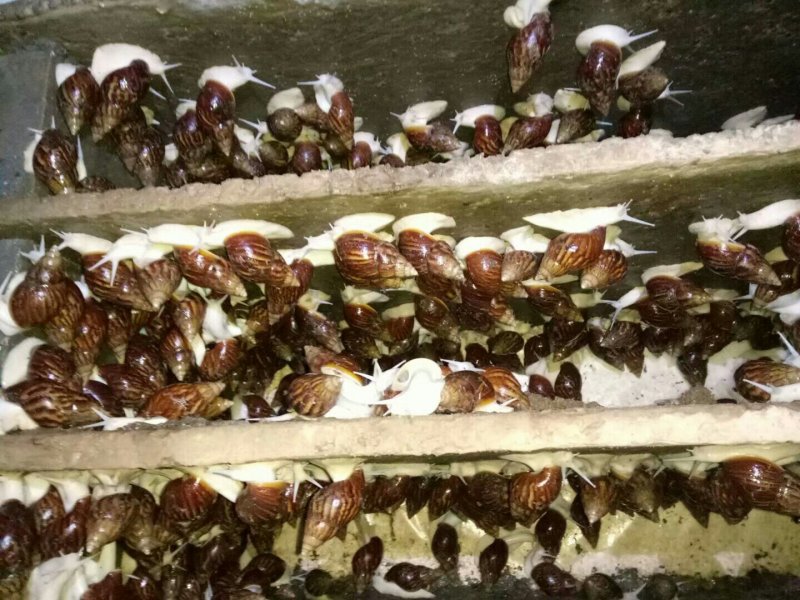 白玉蜗牛自养自销