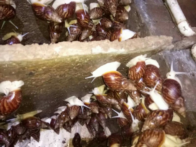 白玉蜗牛自养自销