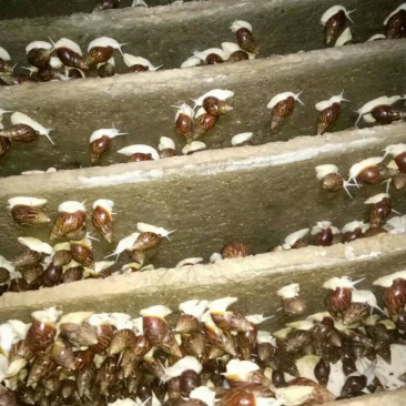 白玉蜗牛自养自销