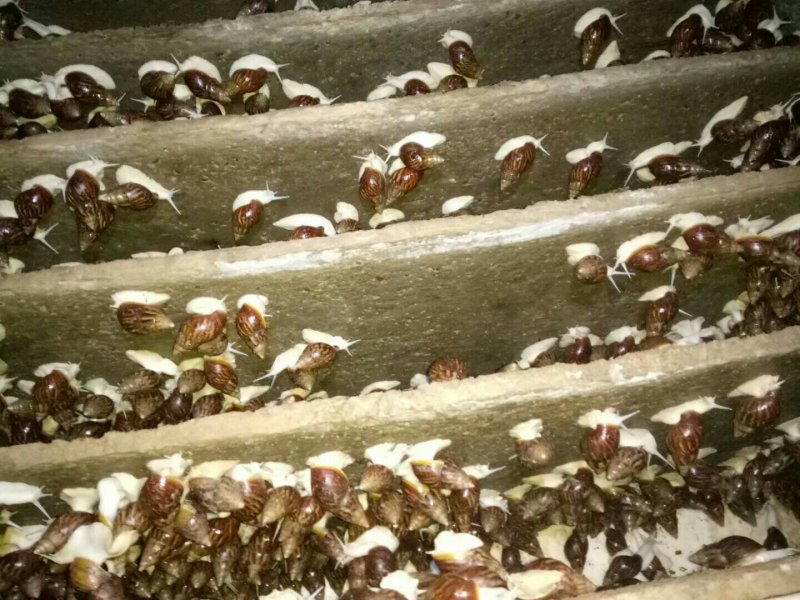 白玉蜗牛自养自销
