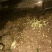白玉蜗牛自养自销