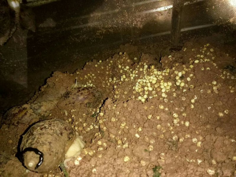 白玉蜗牛自养自销