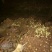 白玉蜗牛自养自销