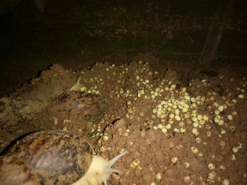 白玉蜗牛自养自销
