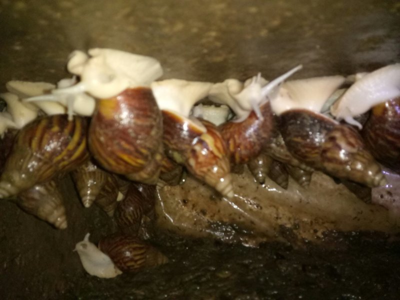 白玉蜗牛自养自销