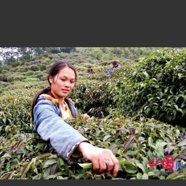 老少皆宜，清热解毒，中老年人更适合，降压减脂