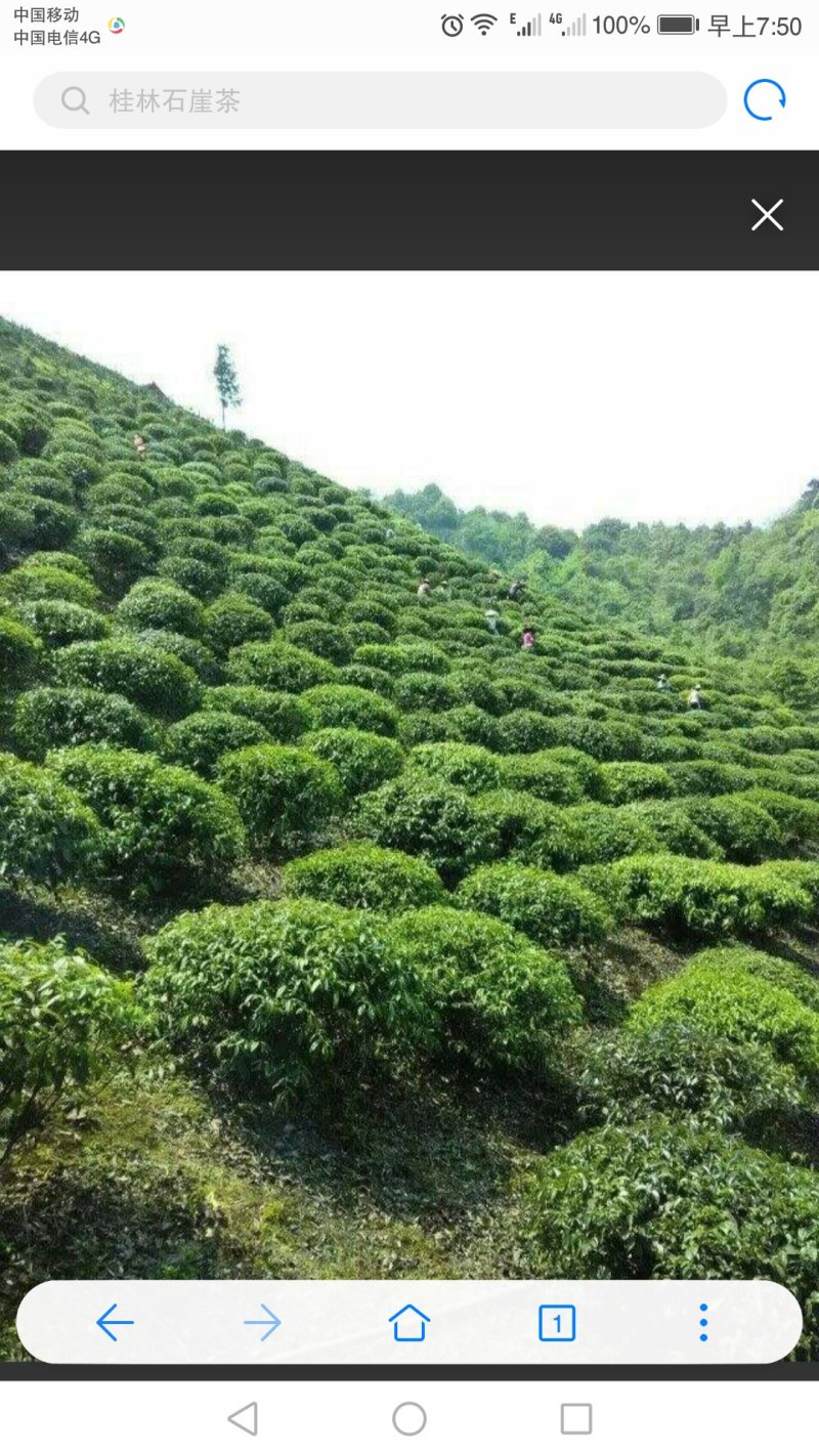 老少皆宜，清热解毒，中老年人更适合，降压减脂