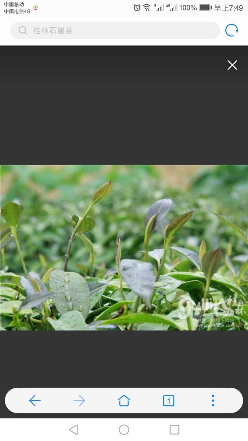 老少皆宜，清热解毒，中老年人更适合，降压减脂