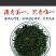 老少皆宜，清热解毒，中老年人更适合，降压减脂