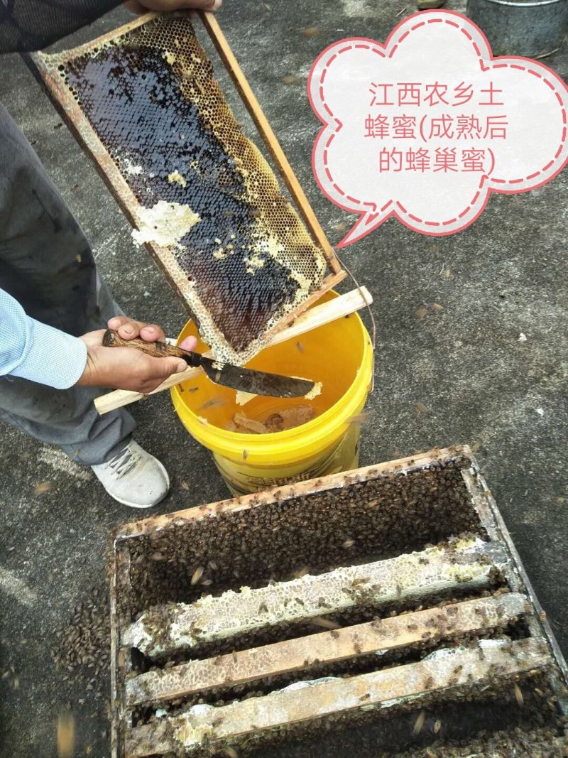 农村大山土蜂蜜，今年割的第一次土蜂蜜