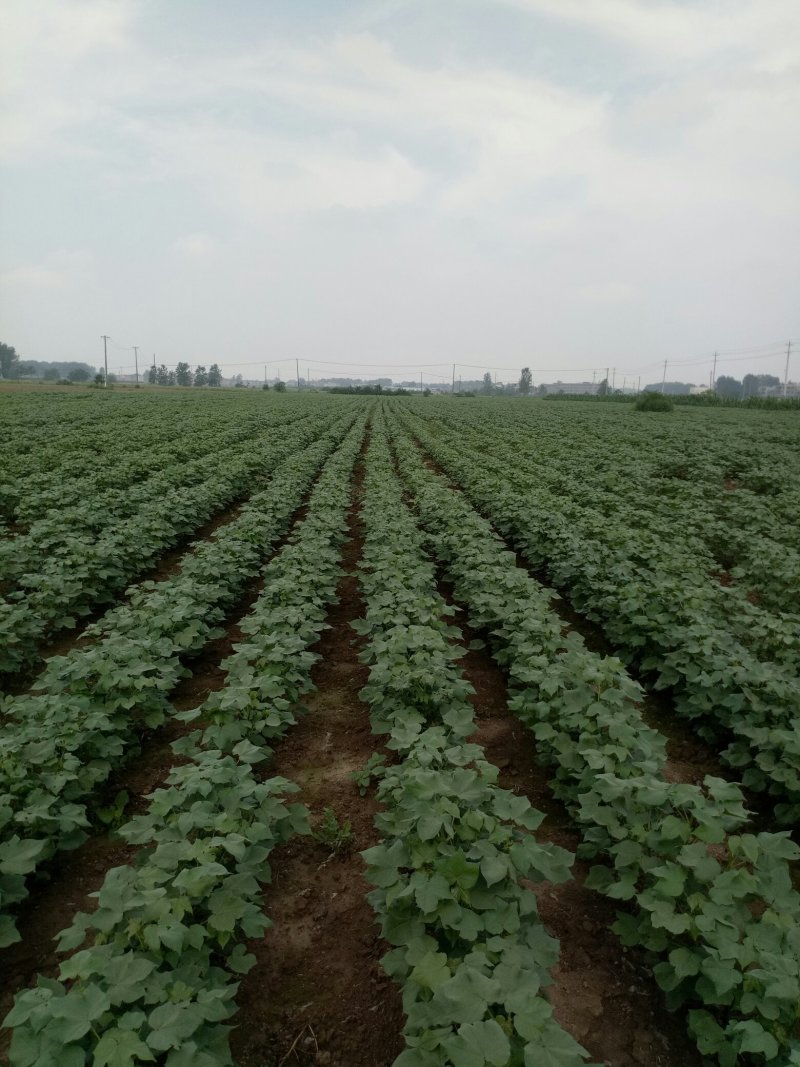 棉花种子，麦茬直播
