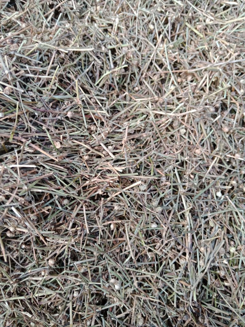 白花蛇舌草，，，，，，，