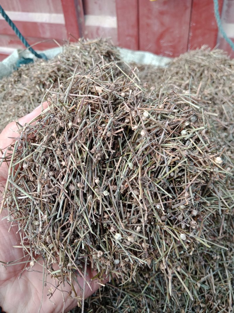 白花蛇舌草，，，，，，，