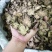院提到川穹大家可能都不一定熟悉，但是看到中药很多的止