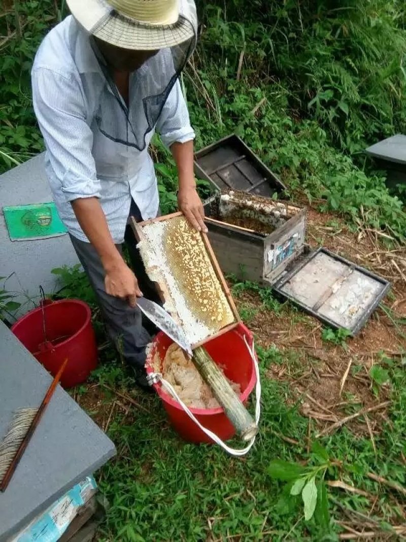 2018年采割摇蜂蜜第二次夏季土蜂蜜