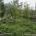 2018年采割摇蜂蜜第二次夏季土蜂蜜