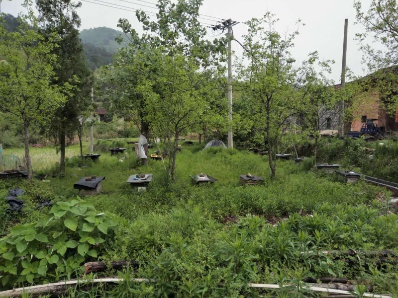 2018年采割摇蜂蜜第二次夏季土蜂蜜