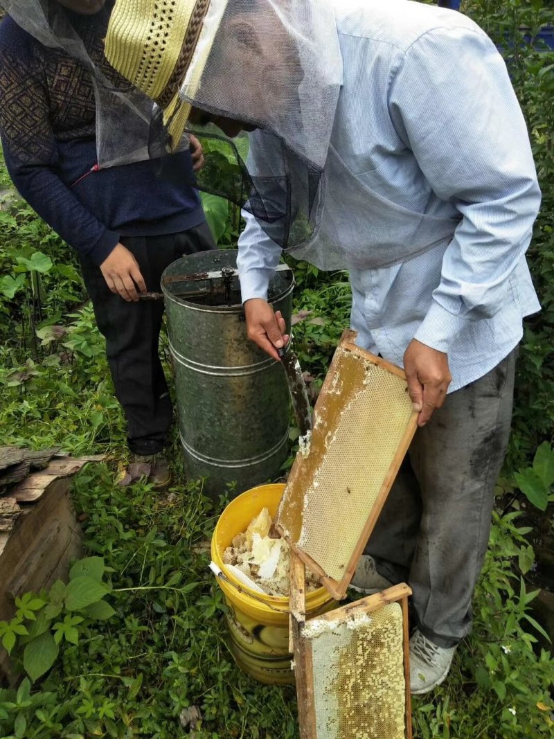 2018年采割摇蜂蜜第二次夏季土蜂蜜