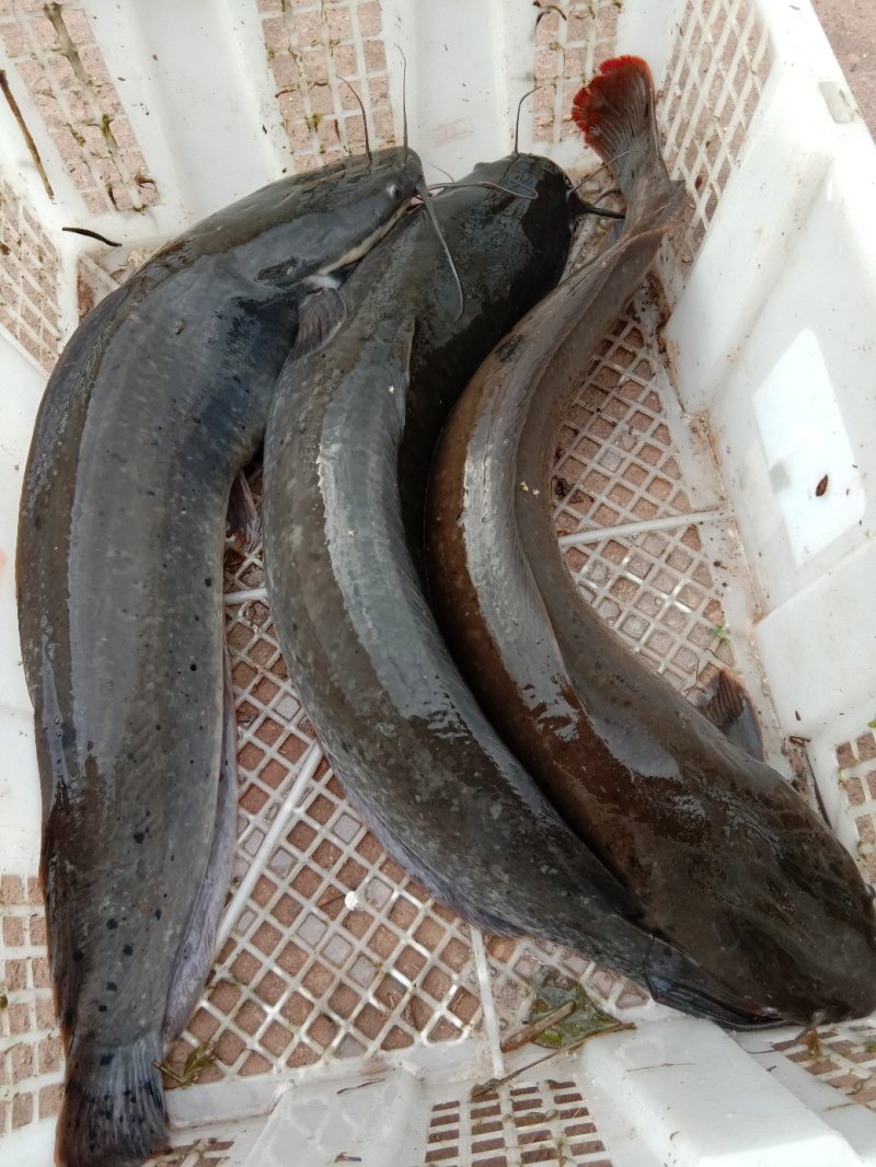 胡子鲶鱼