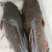 胡子鲶鱼