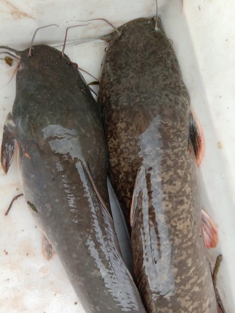 胡子鲶鱼