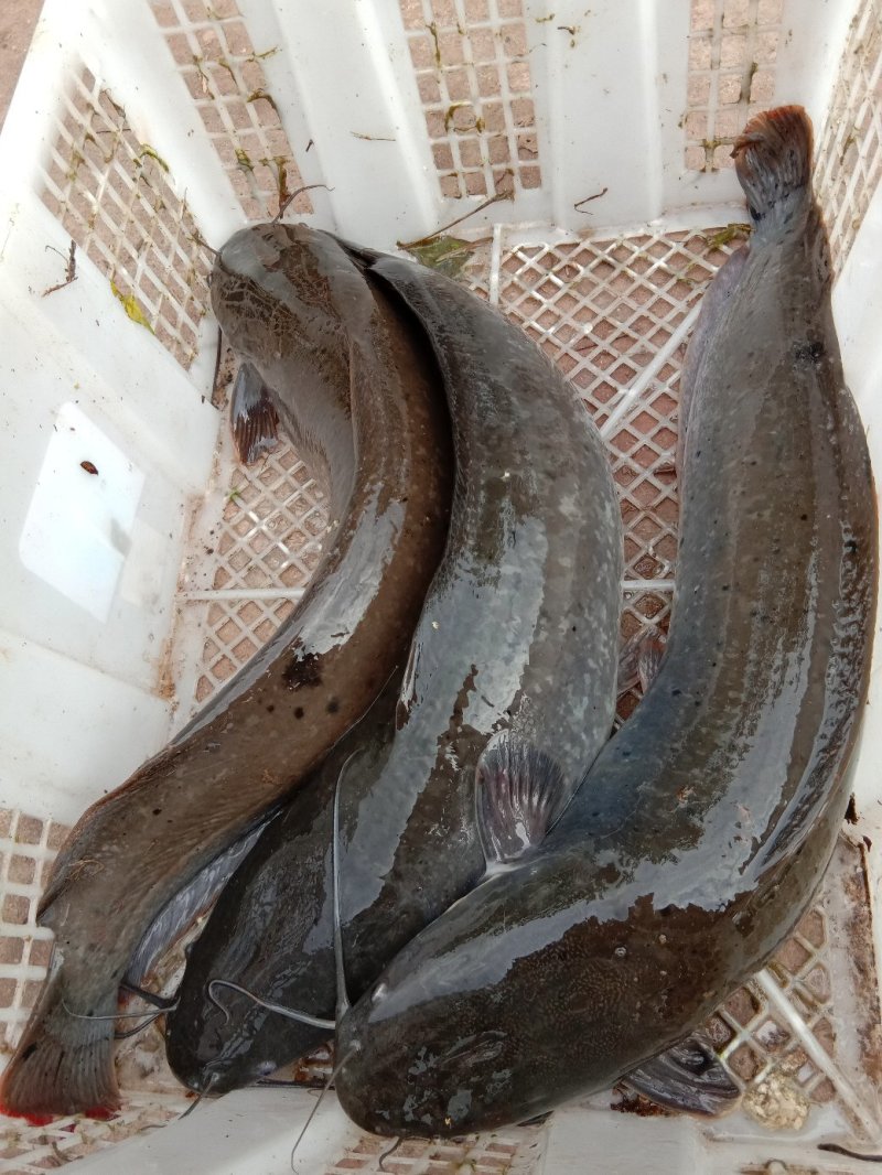 胡子鲶鱼