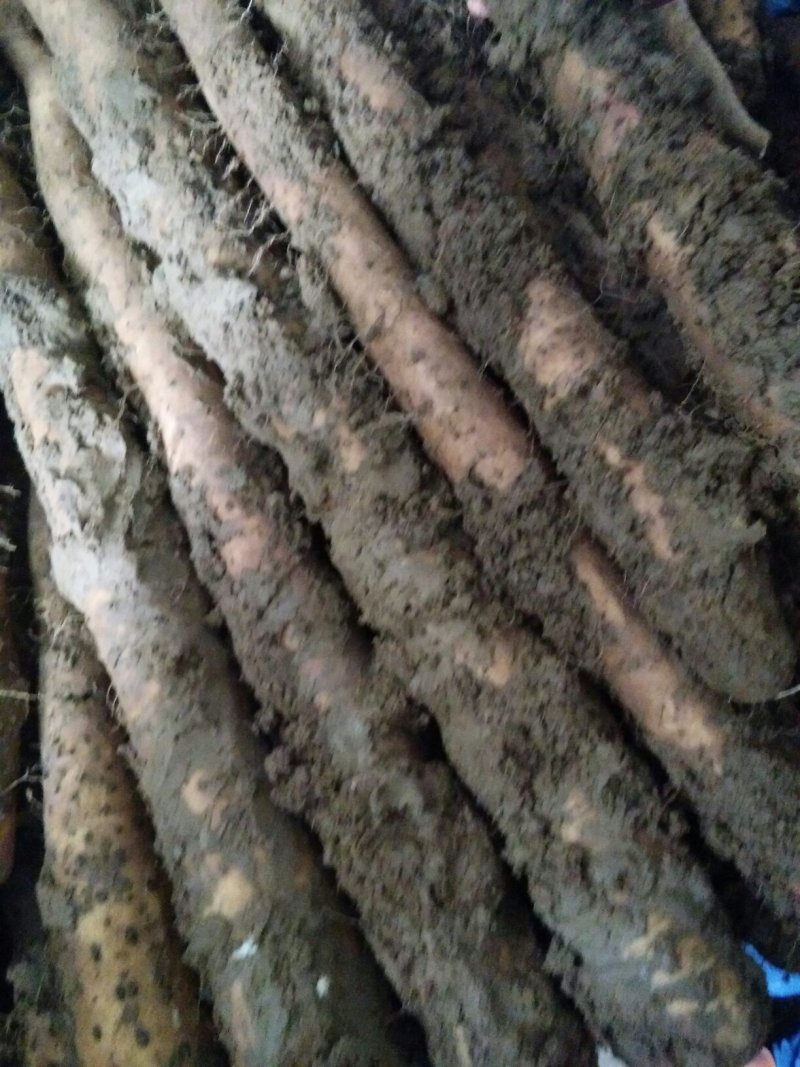 白玉山药